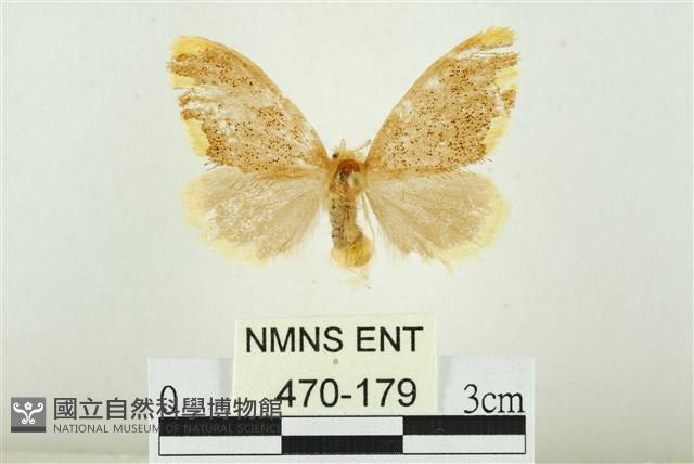 黑翅黃毒蛾藏品圖，第1張