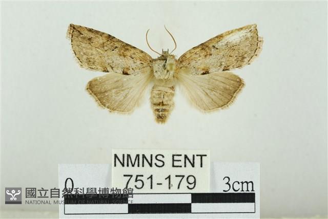 線平波紋蛾藏品圖，第1張