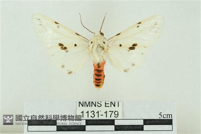 菊池污燈蛾藏品圖，第1張