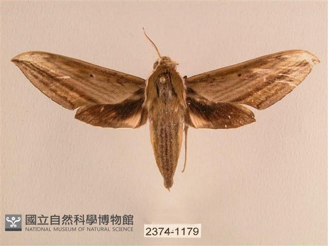 背線天蛾藏品圖，第1張