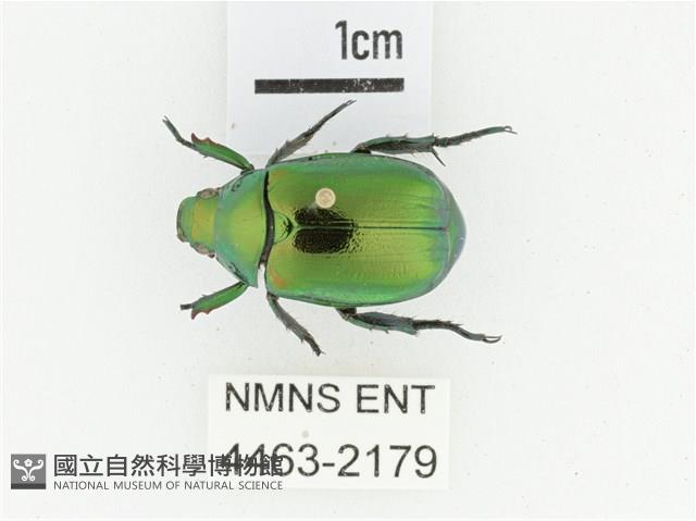 艷金龜藏品圖，第1張