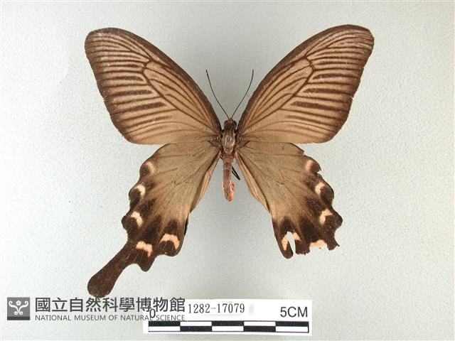 麝鳳蝶藏品圖，第1張