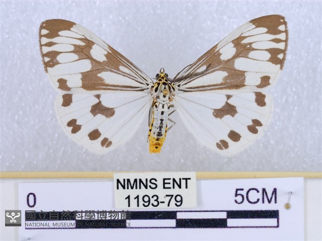 粉蝶燈蛾藏品圖，第1張