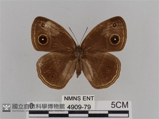 紫帶眉眼蝶藏品圖，第1張