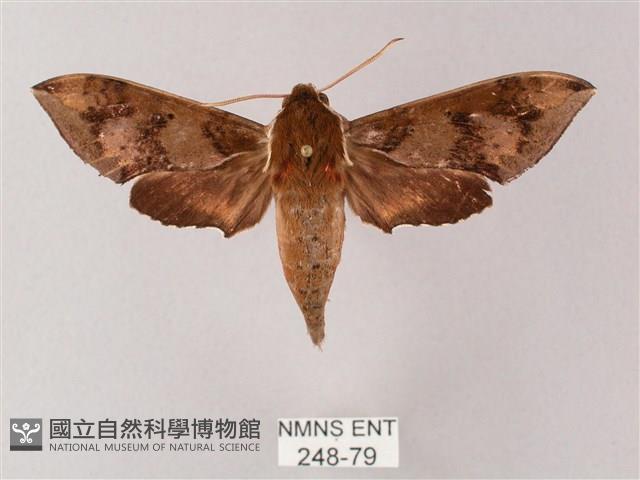 雙斑白肩天蛾藏品圖，第1張