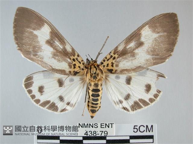 扭擬燈蛾藏品圖，第1張