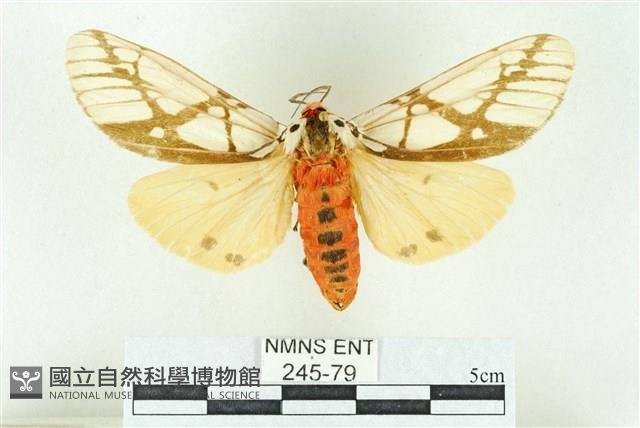 乳白斑燈蛾藏品圖，第1張