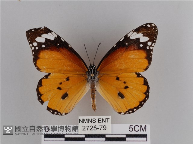 樺斑蝶藏品圖，第1張