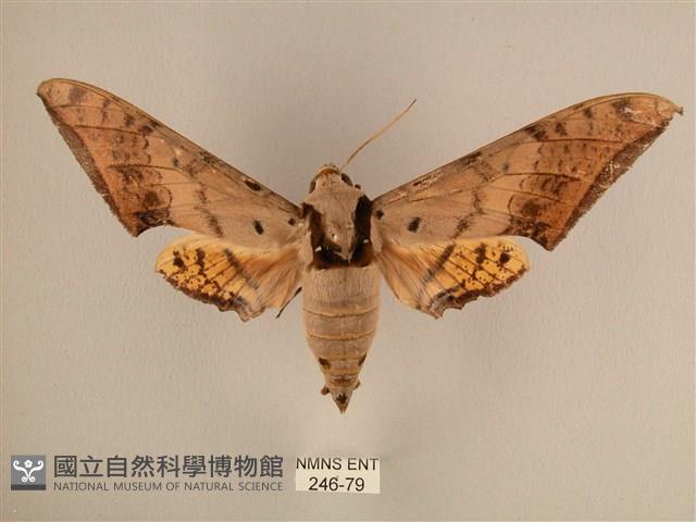 臺灣鷹翅天蛾藏品圖，第1張