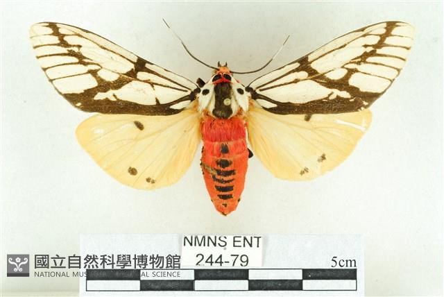 乳白斑燈蛾藏品圖，第1張