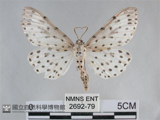 大胡麻斑星尺蛾藏品圖，第1張