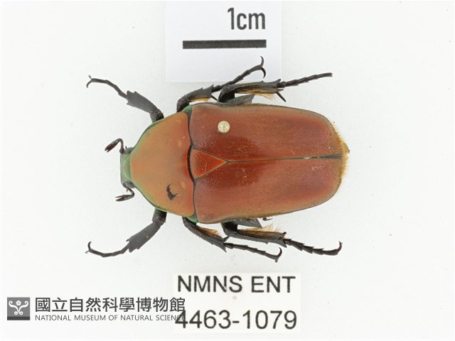 毛翅騷金龜藏品圖，第1張