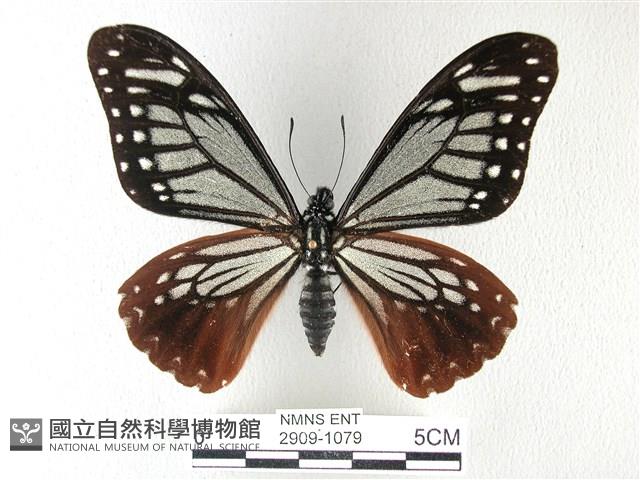 斑鳳蝶藏品圖，第1張