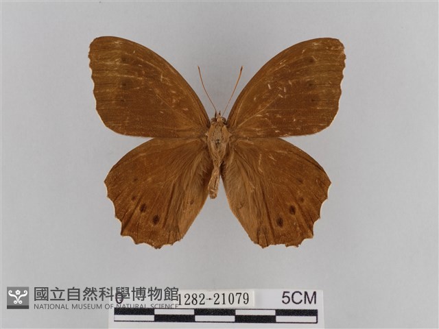 褐翅蔭眼蝶藏品圖，第1張