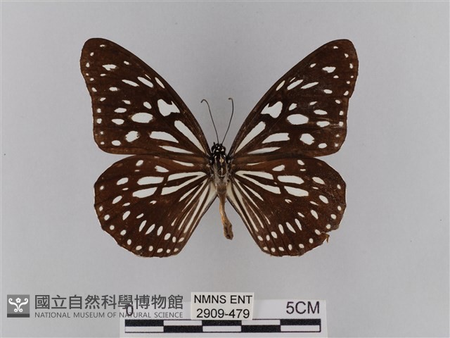 淡紋青斑蝶藏品圖，第1張