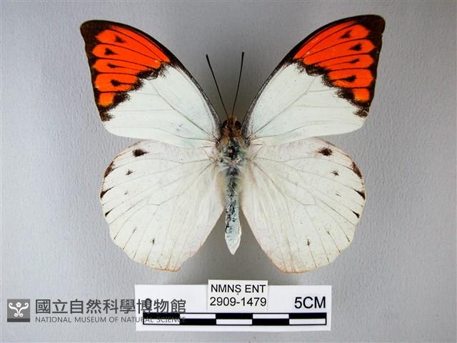 橙端粉蝶、端紅蝶藏品圖，第1張