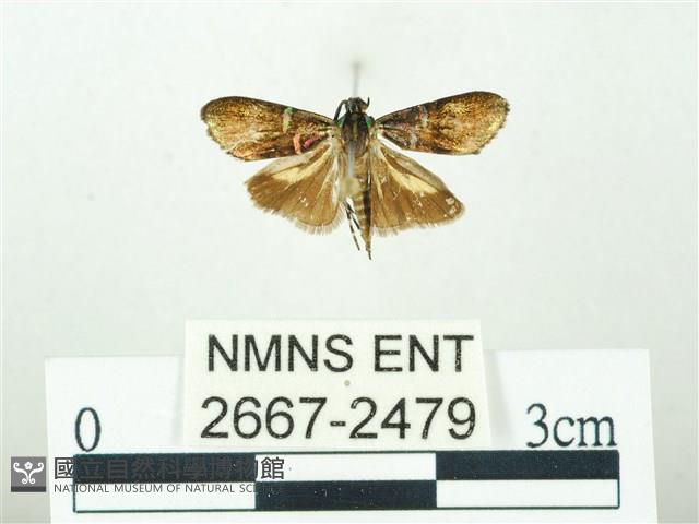 叉紋閃舞蛾藏品圖，第1張