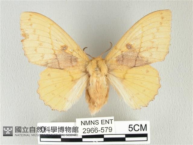 青枯葉蛾藏品圖，第1張