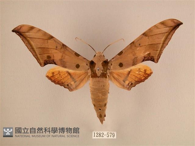 臺灣鷹翅天蛾藏品圖，第1張
