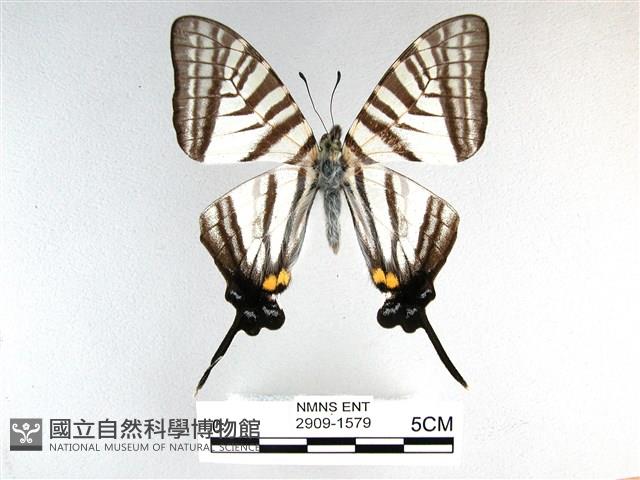 劍鳳蝶藏品圖，第1張