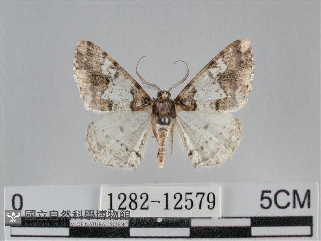 雙峰霜尺蛾藏品圖，第1張