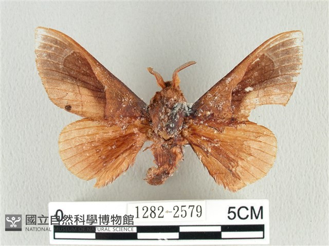 大褐斑枯葉蛾藏品圖，第1張