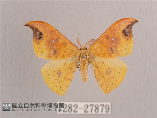 銀斑黃鉤蛾藏品圖，第1張