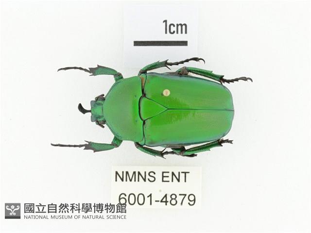 臺灣扇角金龜藏品圖，第1張