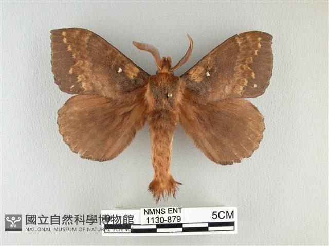 波紋枯葉蛾藏品圖，第1張