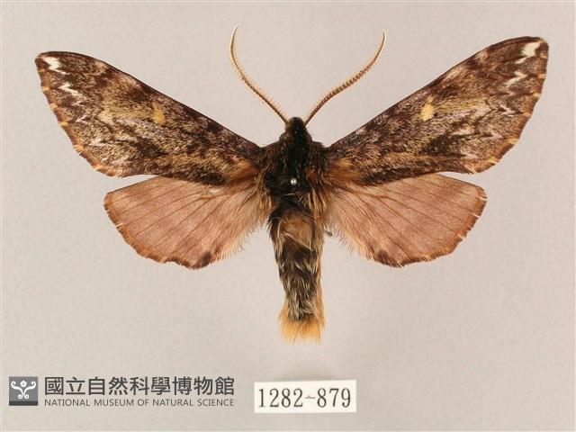 井上氏絨毛天蛾藏品圖，第1張