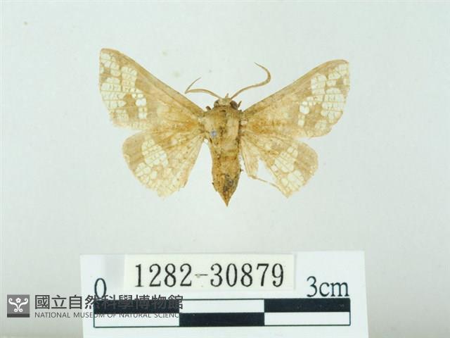 琉球雲紋網蛾藏品圖，第1張
