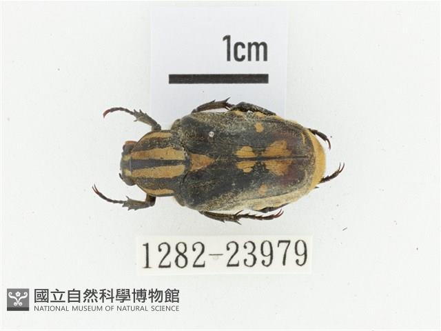 黃斑陷紋金龜藏品圖，第1張