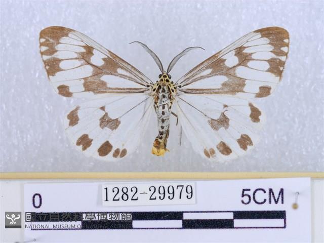 粉蝶燈蛾藏品圖，第1張