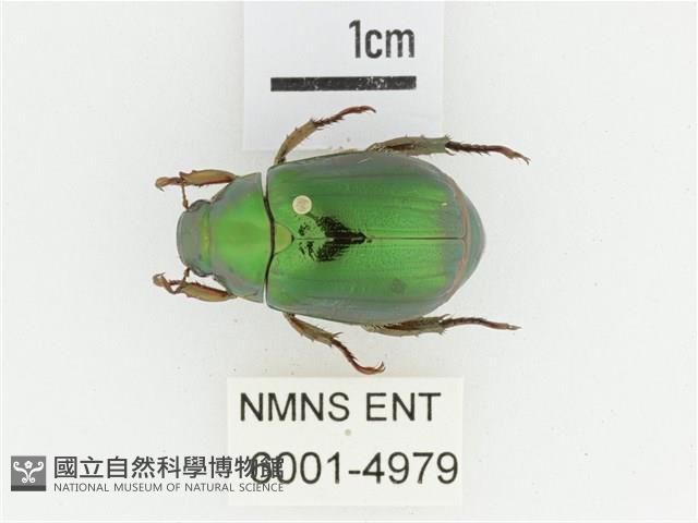 綠艷金龜藏品圖，第1張