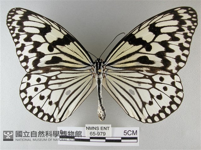 大白斑蝶藏品圖，第1張