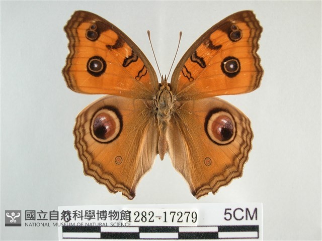 眼蛺蝶、孔雀蛺蝶藏品圖，第1張