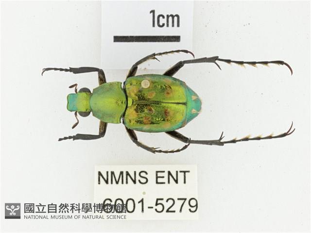 綠艷長腳花金龜藏品圖，第1張