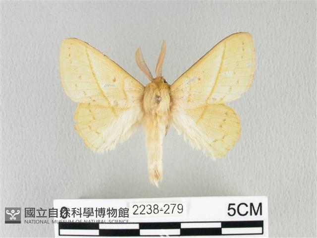 青枯葉蛾藏品圖，第1張