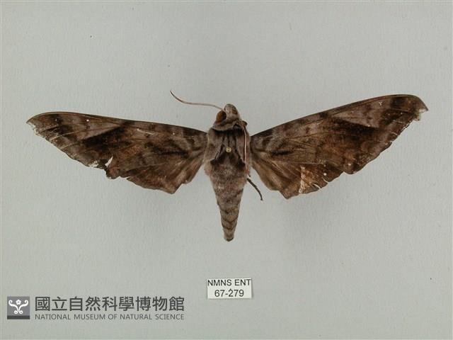 全緣缺角天蛾藏品圖，第1張