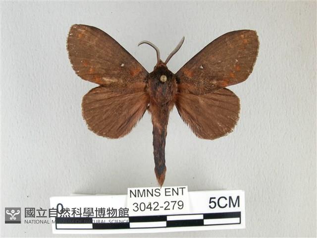 黃斑枯葉蛾藏品圖，第1張