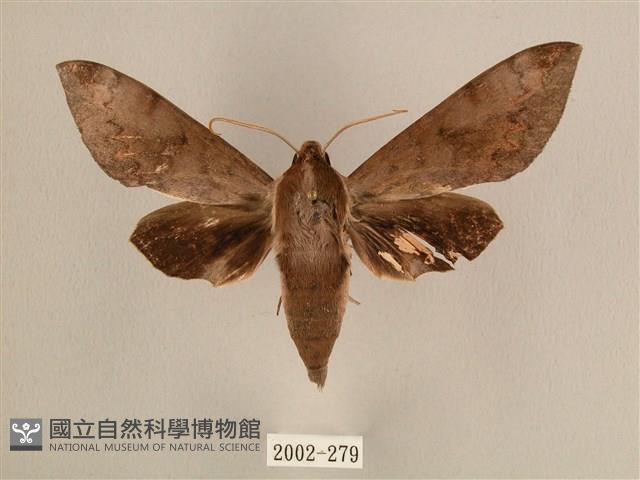 背中白天蛾藏品圖，第1張