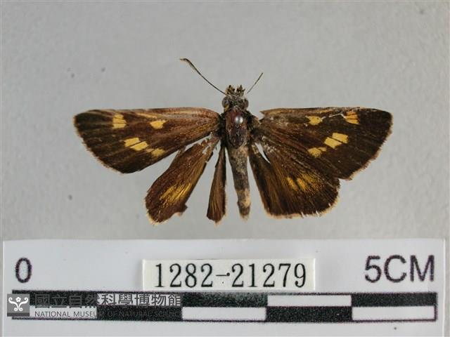 黃星弄蝶藏品圖，第1張