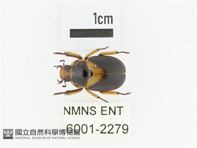 臺灣鍬形金龜藏品圖，第1張