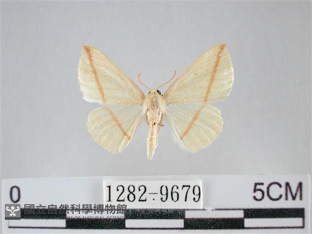 澄線尺蛾藏品圖，第1張
