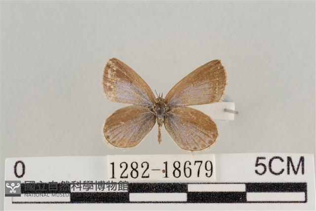 藍灰蝶沖繩亞種藏品圖，第1張