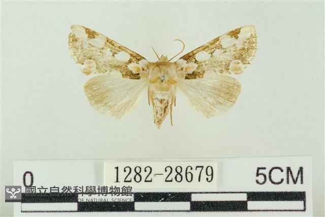 連珠波紋蛾藏品圖，第1張