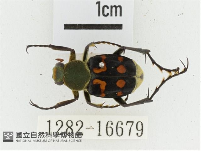 黃肩長腳花金龜藏品圖，第1張