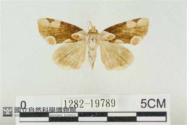 大斑波紋蛾藏品圖，第1張