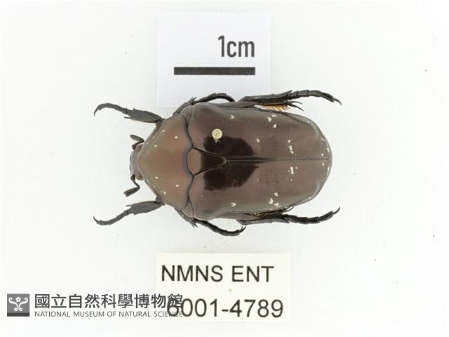 銅艷白點花金龜藏品圖，第1張