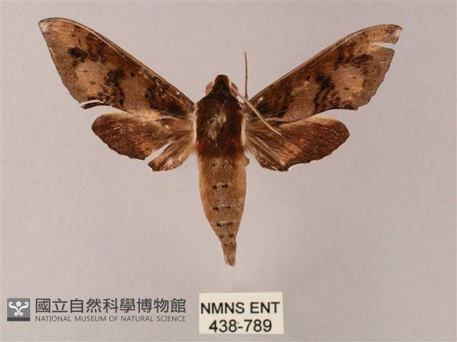 雙斑白肩天蛾藏品圖，第1張